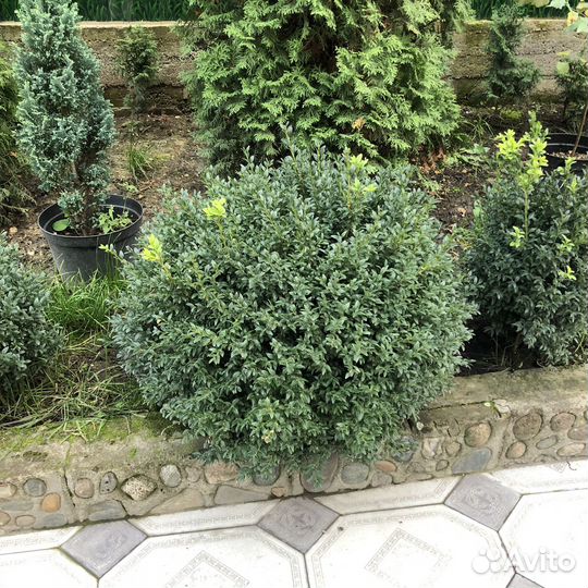 Туи, елки, смарагд, можжевельник