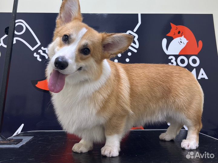 Услуги грумера Стрижка собак и кошек