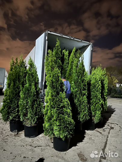 Сосна,ель голубая, сербская