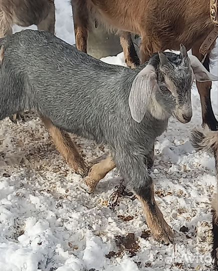 Коза нубийская