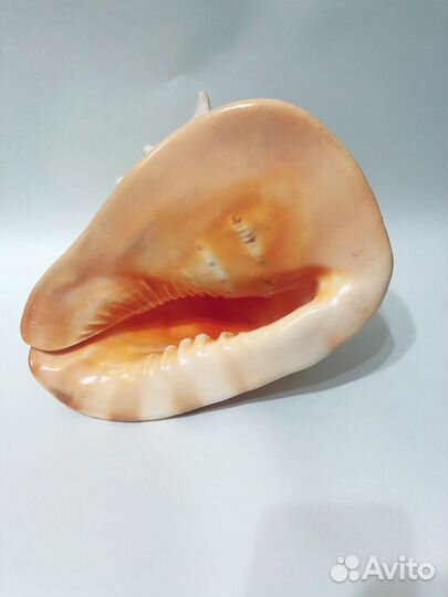 Большая морская раковина