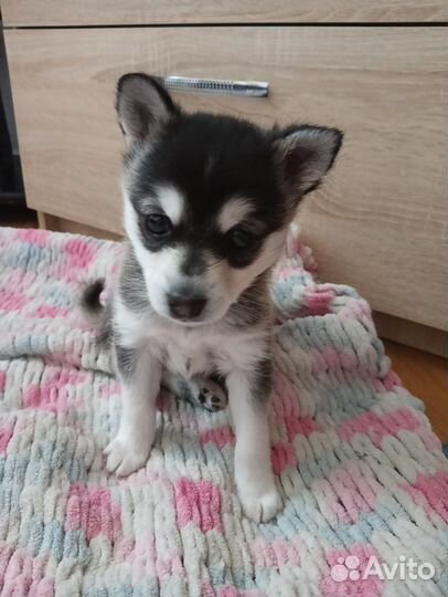 Аляскинский кли кай той размер мини хаски