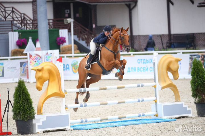 Конкурный Мерин на продажу