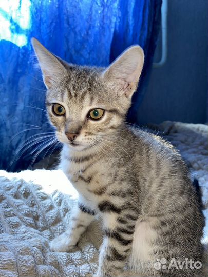 Котенок мальчик