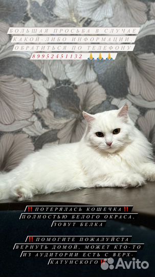 Потерялась кошечка