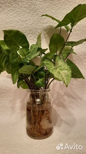 Сингониум и другие отростки