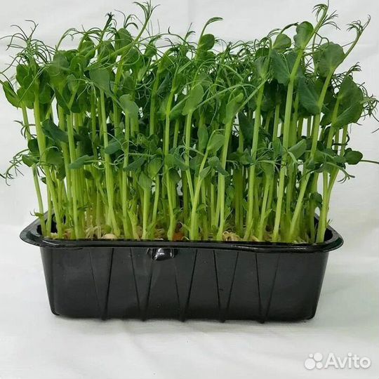 Микрозелень