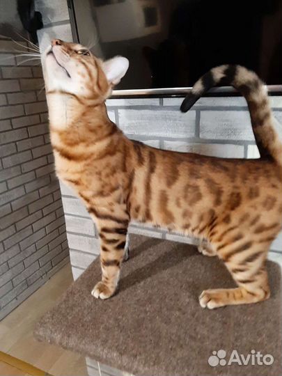 Бенгальский кот. Вязка
