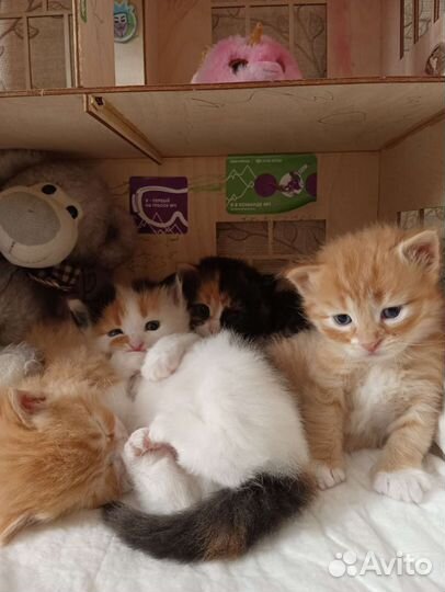 Котенок в дар бесплатно