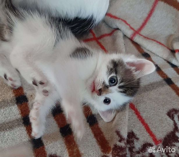 Котята с доставкой
