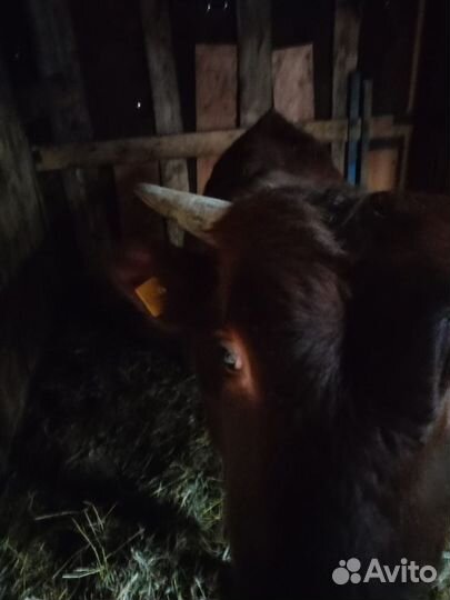 Телка и бык