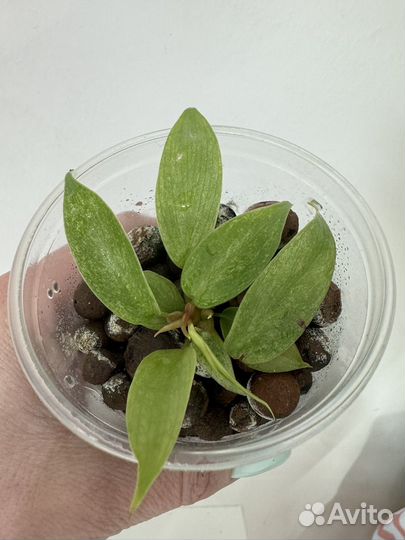 Филодендрон флорида ГОСТ минт