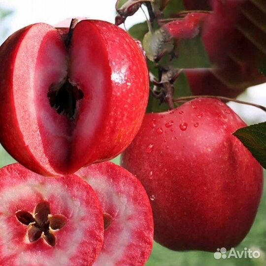 Яблоня Ред Кетти почта / самовывоз
