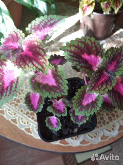 Колеусы вегетативные