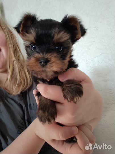 Йоркширский терьер щенки стандарт