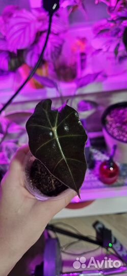 Алоказия полли