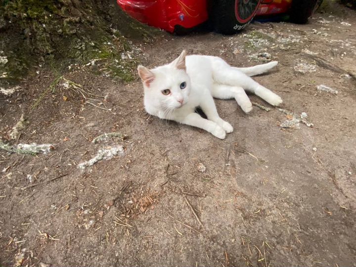 Дача 30 м² на участке 7 га