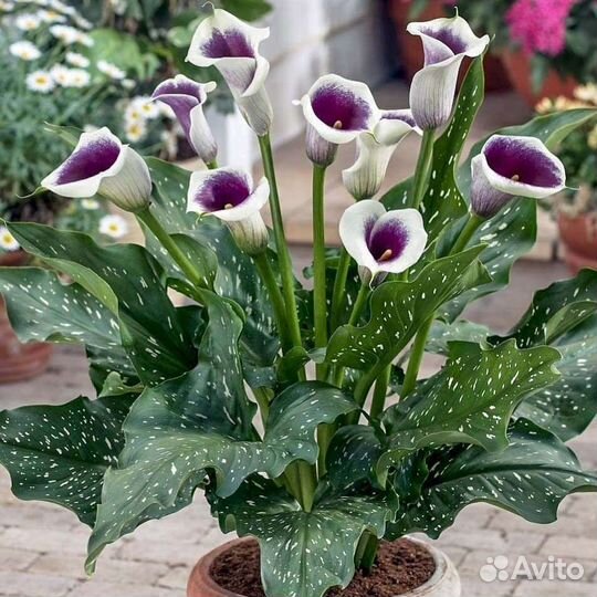 Клубни каллы