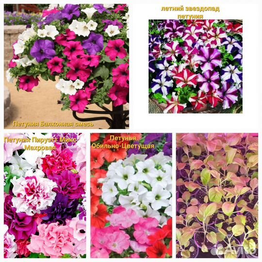 Рассада петунии