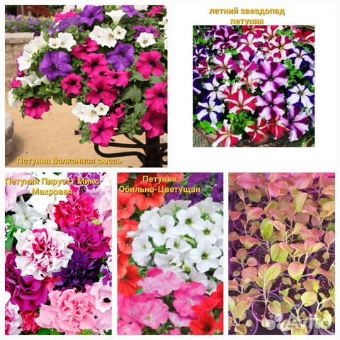 Рассада петунии