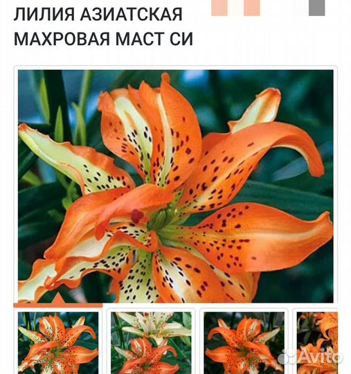 Цветы лилии луковицы
