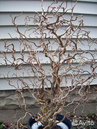 Ветви ред лещины для творчества