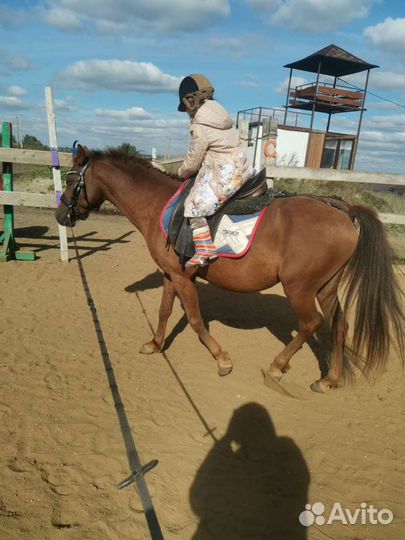 Обучение верховой езде, лошади в аренду