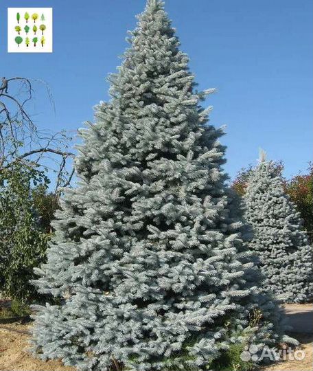 Крупномеры голубой ели