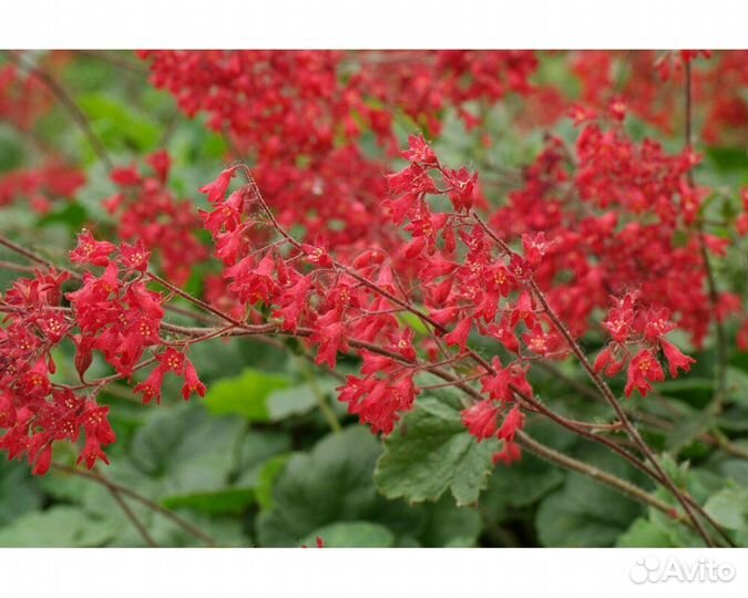 Гейхера трясунковидная Pluie de Feu