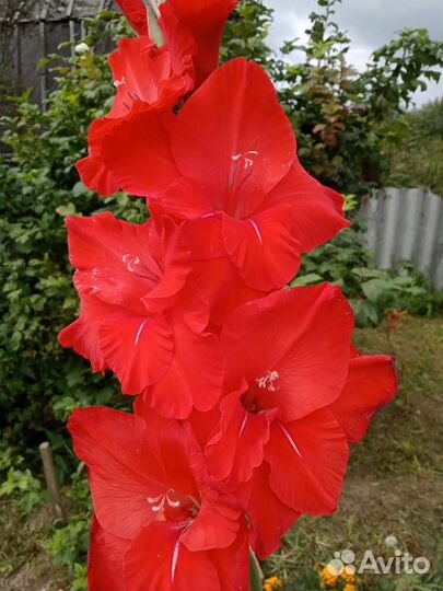 Гладиолусы луковицы