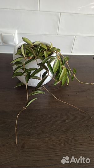 Хойя вайети