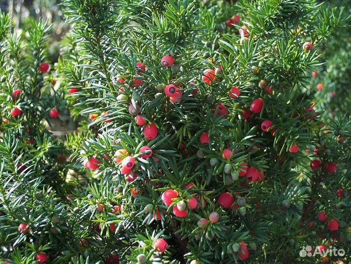 Тис Хикси семена