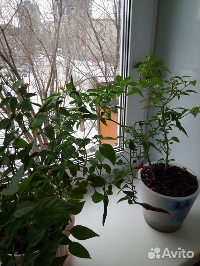 Перец чили острый