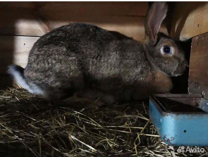 Взрослые крольчихи