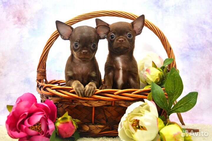 Чихуахуа, шоколадные девочки