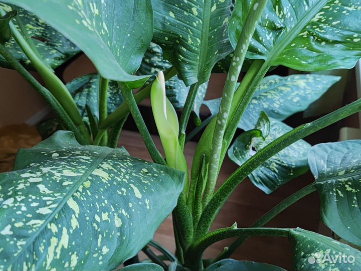 Диффенбахия