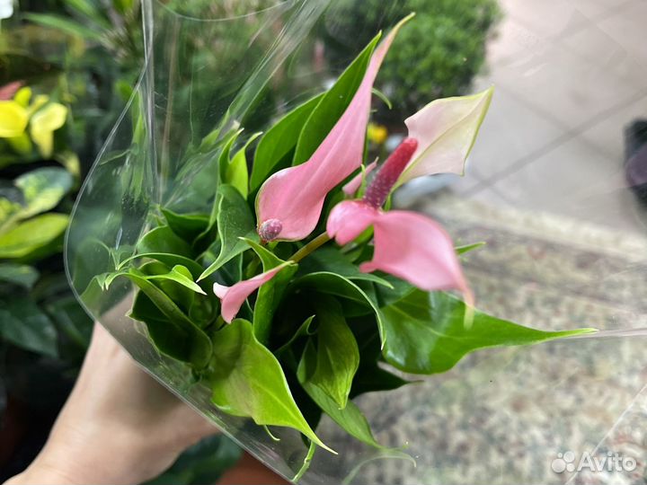 Антуриум лилли
