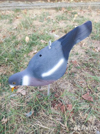 Чучела-скорлупки голубя Вяхиря Полесник