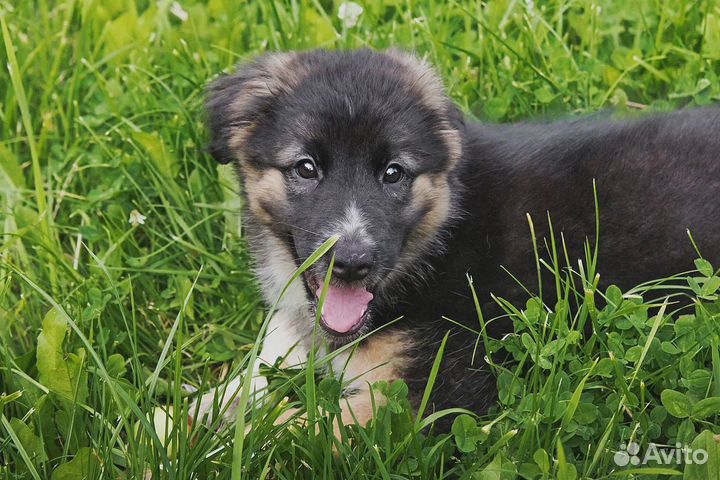 Щенок девочка в добрые руки бесплатно