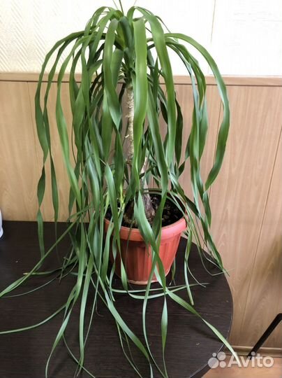 Бокарнея Нолина