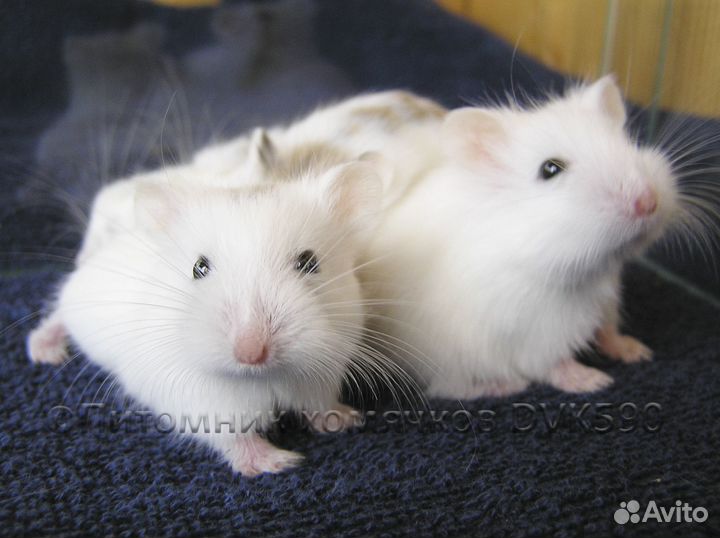 Белый хомячок из питомника