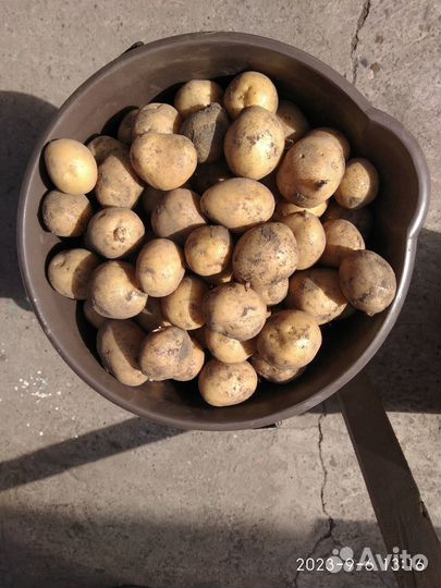 Продажа картофеля