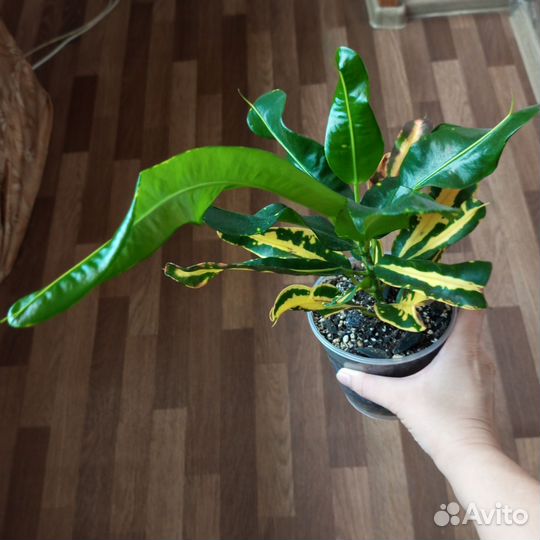 Кодиеум кротон