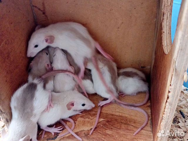 Крысята, крысы сиамские, декоративные