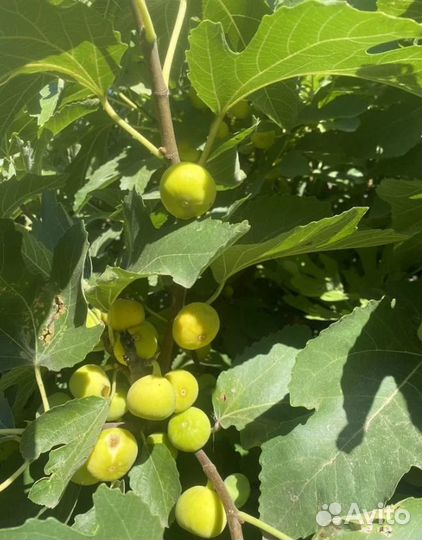 Саженцы инжира для домашнего выращивания