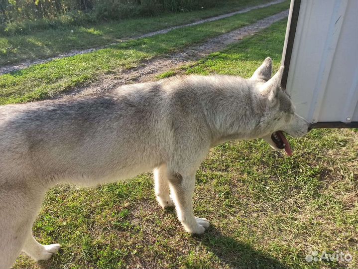 Сибирский хаски