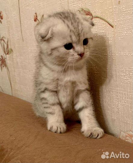 Шотландский кот на вязку