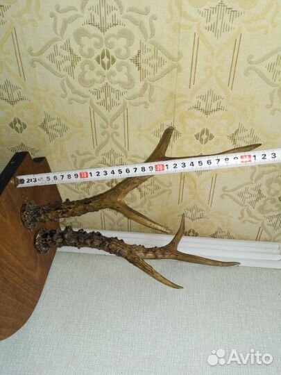 Рога косули