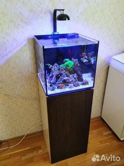Морской рифовый аквариум 80л