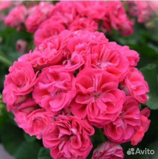 Пеларгонии сортовые